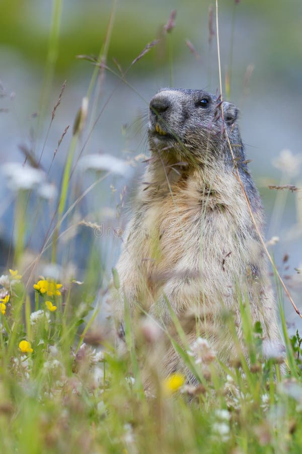 αλπικό λιβάδι λουλουδιών groundhog στοκ εικόνα