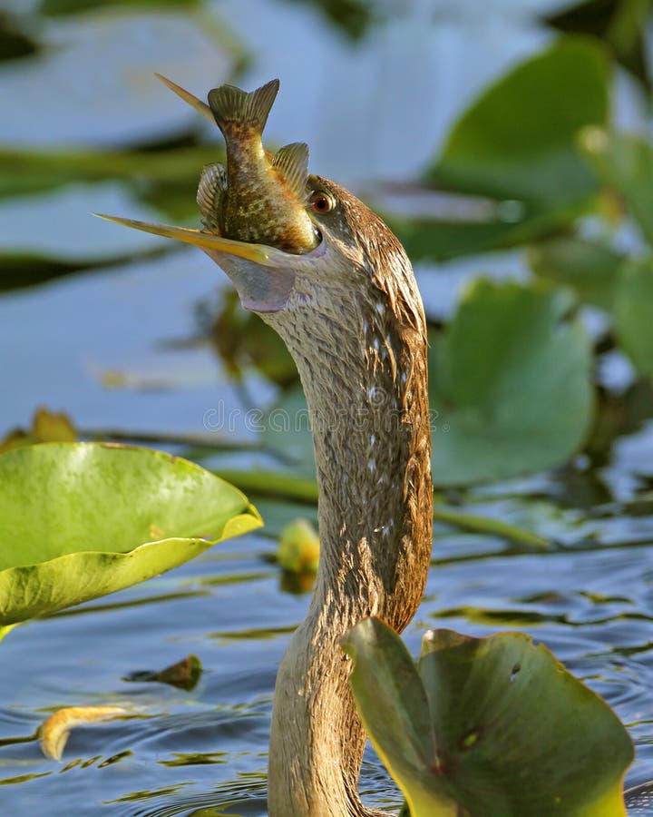 Female American Anhinga (Anhinga anhinga) swallowing a fish - Everglades National Park, Florida. Female American Anhinga (Anhinga anhinga) swallowing a fish - Everglades National Park, Florida