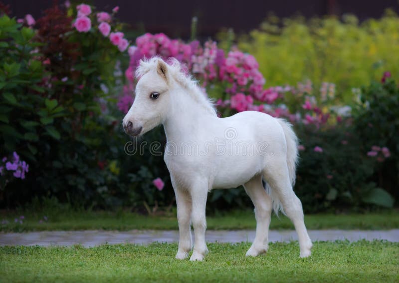 αμερικανική μικρογραφία &a Foal Palomino στον κήπο στοκ εικόνες αμερικανική μικρογραφία &a Foal Palomino στον κήπο στοκ εικόνες