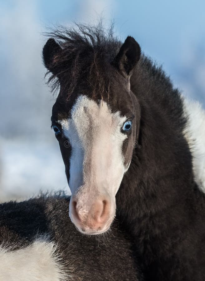 αμερικανική μικρογραφία &a Foal με τα μπλε μάτια στοκ φωτογραφία με δικαίωμα ελεύθερης χρήσης αμερικανική μικρογραφία &a Foal με τα μπλε μάτια στοκ φωτογραφία με δικαίωμα ελεύθερης χρήσης