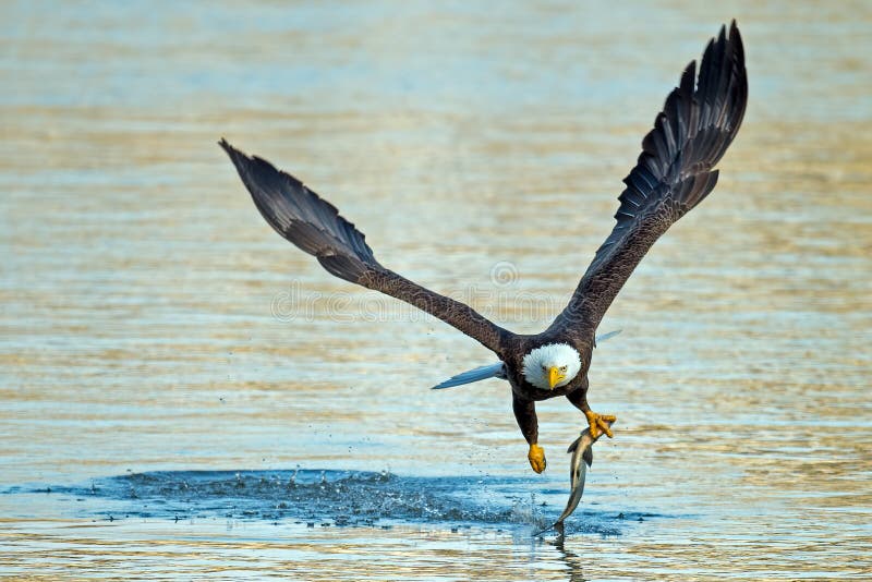 American Bald Eagle Grabbing Fish. American Bald Eagle Grabbing Fish