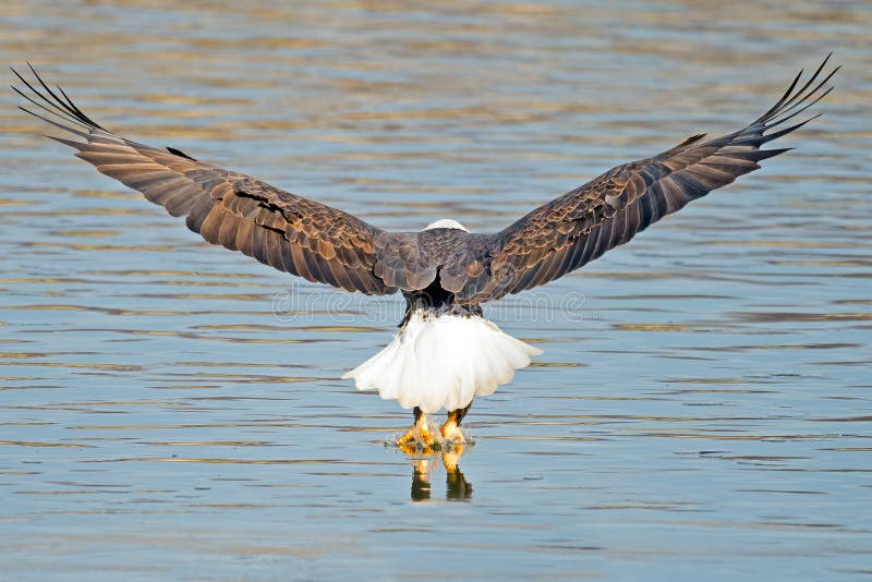 A rear view of an American Bald Eagle Grabbing Fish. A rear view of an American Bald Eagle Grabbing Fish