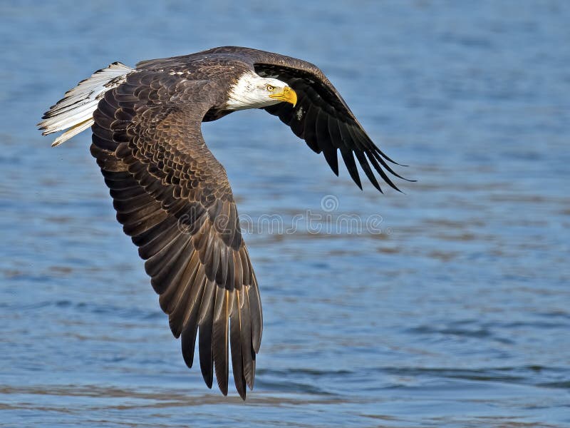 American Bald Eagle flying with wing display. American Bald Eagle flying with wing display.
