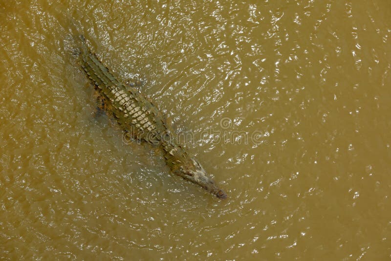 Αμερικανικοί κροκόδειλοι, acutus Crocodylus, ζώα στον ποταμό Σκηνή άγριας φύσης από τη φύση Ερπετό από τον ποταμό Tarcoles, Κόστα στοκ φωτογραφίες Αμερικανικοί κροκόδειλοι, acutus Crocodylus, ζώα στον ποταμό Σκηνή άγριας φύσης από τη φύση Ερπετό από τον ποταμό Tarcoles, Κόστα στοκ φωτογραφίες