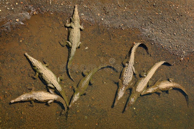 Αμερικανικοί κροκόδειλοι, acutus Crocodylus, ζώα στον ποταμό Σκηνή άγριας φύσης από τη φύση Κροκόδειλοι από τον ποταμό Tarcoles, στοκ φωτογραφία με δικαίωμα ελεύθερης χρήσης Αμερικανικοί κροκόδειλοι, acutus Crocodylus, ζώα στον ποταμό Σκηνή άγριας φύσης από τη φύση Κροκόδειλοι από τον ποταμό Tarcoles, στοκ φωτογραφία με δικαίωμα ελεύθερης χρήσης