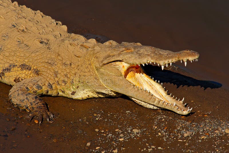 Αμερικανικός κροκόδειλος, acutus Crocodylus, ζώο στο νερό ποταμού Σκηνή άγριας φύσης από τη φύση Κροκόδειλος από τον ποταμό Tarco στοκ φωτογραφίες Αμερικανικός κροκόδειλος, acutus Crocodylus, ζώο στο νερό ποταμού Σκηνή άγριας φύσης από τη φύση Κροκόδειλος από τον ποταμό Tarco στοκ φωτογραφίες