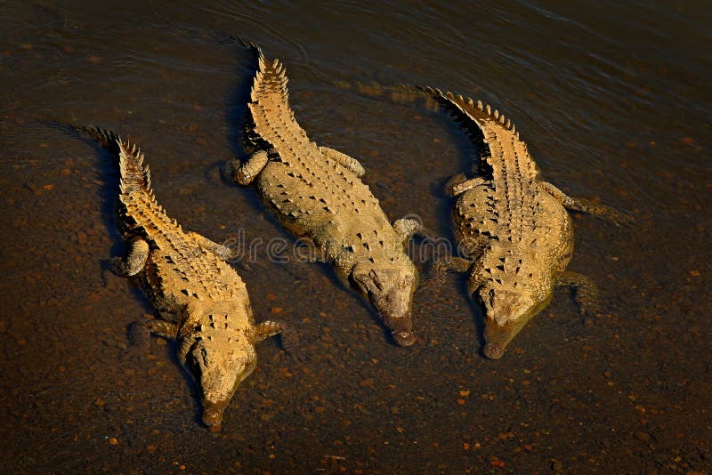 Αμερικανικός κροκόδειλος, acutus Crocodylus, τρία ζώα στο νερό ποταμού Σκηνή άγριας φύσης από τη φύση Κροκόδειλοι από τον ποταμό στοκ φωτογραφία με δικαίωμα ελεύθερης χρήσης Αμερικανικός κροκόδειλος, acutus Crocodylus, τρία ζώα στο νερό ποταμού Σκηνή άγριας φύσης από τη φύση Κροκόδειλοι από τον ποταμό στοκ φωτογραφία με δικαίωμα ελεύθερης χρήσης