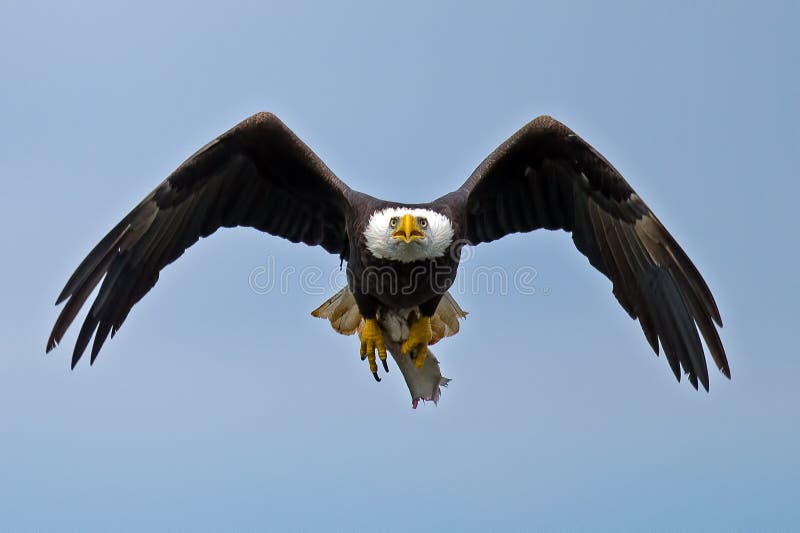 American Bald Bald Eagle flying head on with fish in talons. American Bald Bald Eagle flying head on with fish in talons.