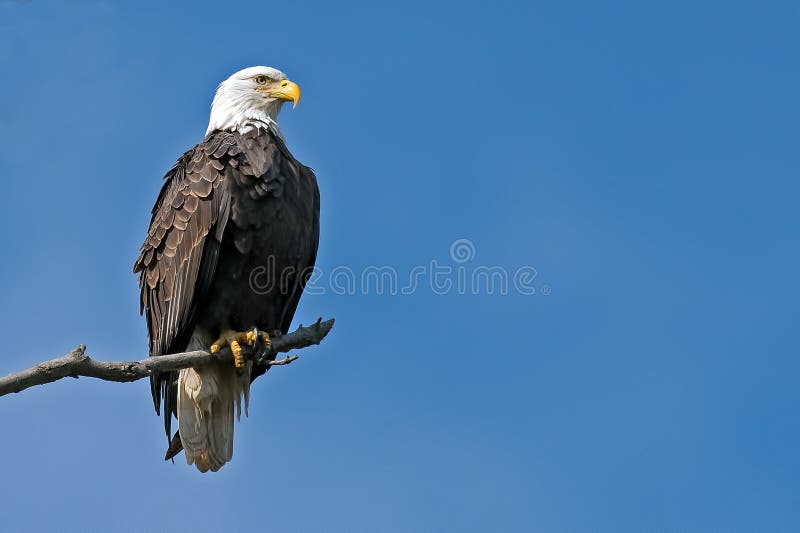 American Bald Eagle sitting on a tree branch. American Bald Eagle sitting on a tree branch