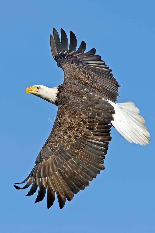 American Bald Eagle in flight showing amazing wing detail. American Bald Eagle in flight showing amazing wing detail.