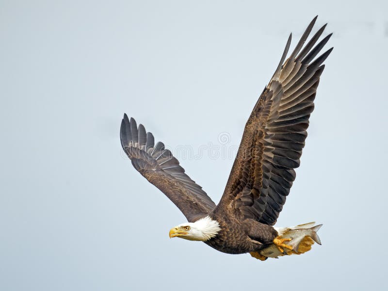 American Bald Eagle in flight with Large fish in talons. American Bald Eagle in flight with Large fish in talons.