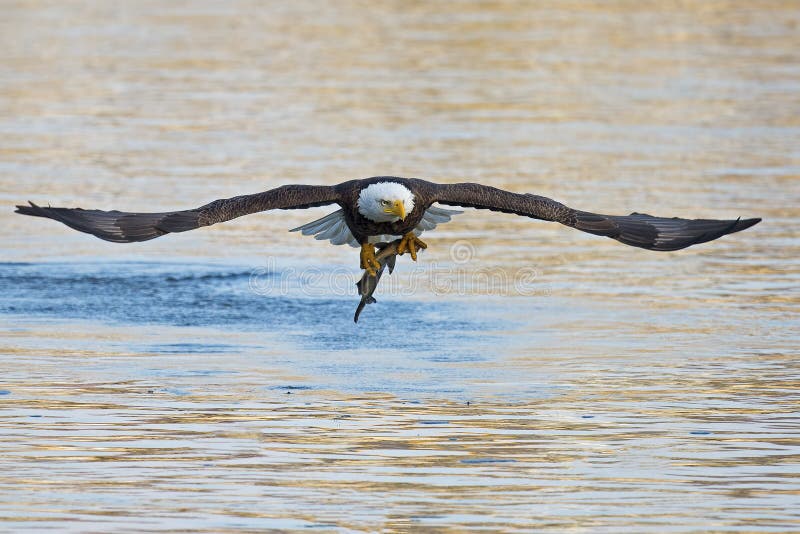 American Bald Eagle in flight with large Fish. American Bald Eagle in flight with large Fish