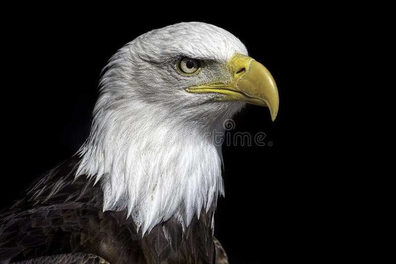 American bald eagle head close up against black background. Magnificent iconic bird of prey and national bird of USA. American bald eagle head close up against black background. Magnificent iconic bird of prey and national bird of USA.