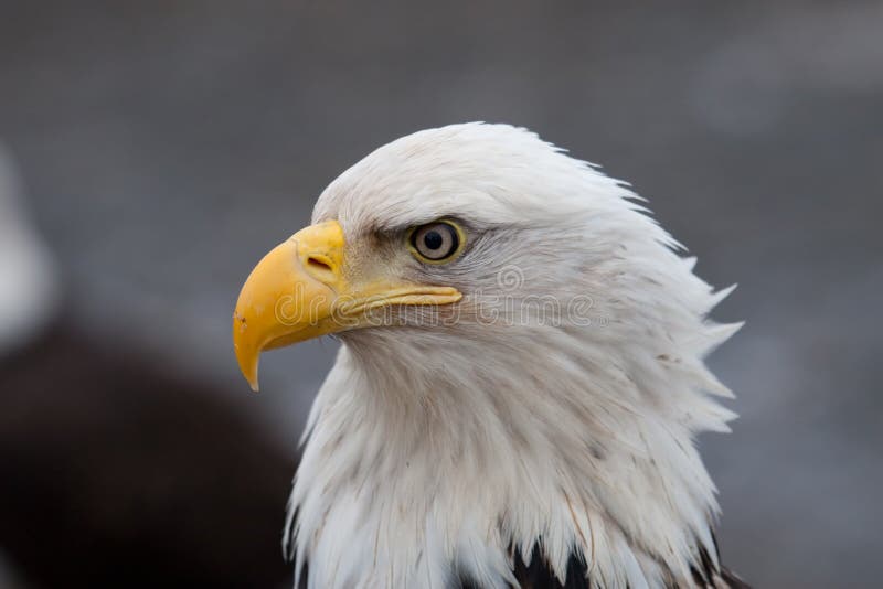 A photo of an American Bald Eagle. It is a close-up showing only a profile of the head. It was taken in Homer, Alaska. A photo of an American Bald Eagle. It is a close-up showing only a profile of the head. It was taken in Homer, Alaska.