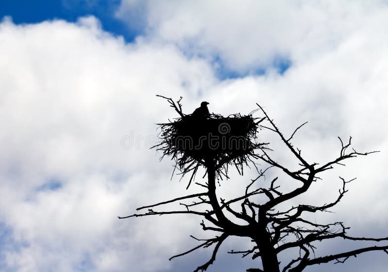 An american bald eagle perches in a tree to protect its nest in Yellowstone National Park, Wyoming USA. An american bald eagle perches in a tree to protect its nest in Yellowstone National Park, Wyoming USA