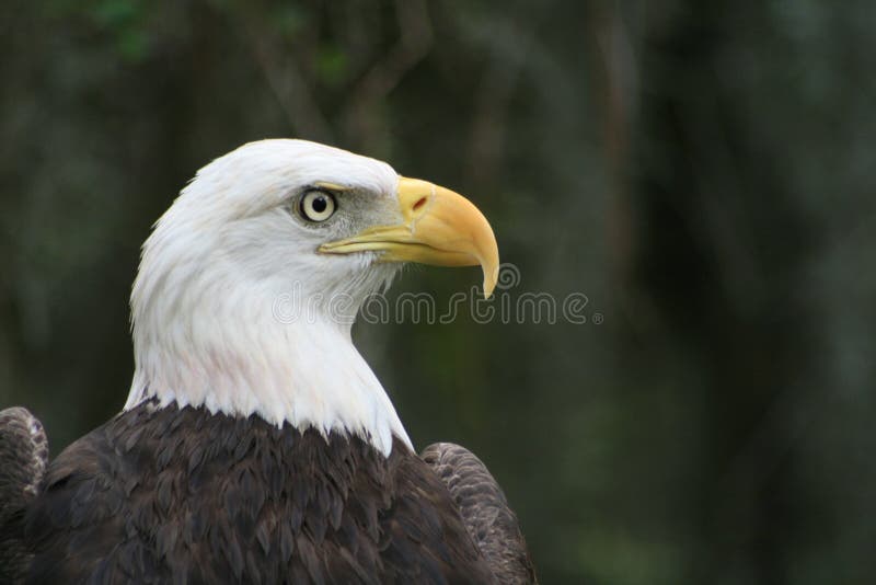 The American Bald Eagle, a symbol of power, strength, freedom and wilderness in America. The American Bald Eagle, a symbol of power, strength, freedom and wilderness in America.