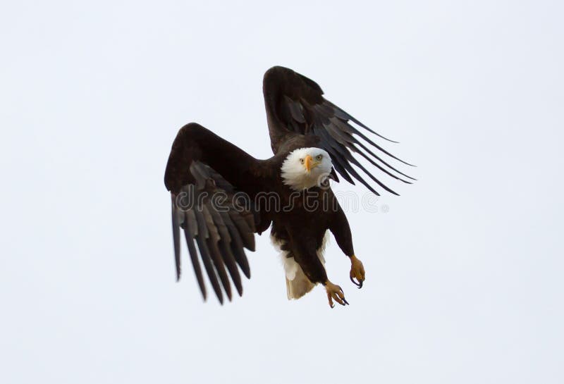 An American Bald eagle in flight against a white background. An American Bald eagle in flight against a white background