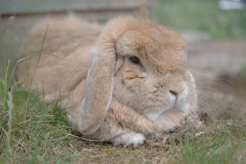 Sandy netherlands dwarf lop rabbit lies among scrub grass, looking dozily at the camera. very fluffy pet rabbit with lop ears. tufts of fur showing. Sandy netherlands dwarf lop rabbit lies among scrub grass, looking dozily at the camera. very fluffy pet rabbit with lop ears. tufts of fur showing