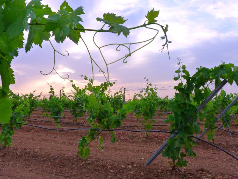 Vineyard of irrigation on trellis with clouds sunset background 1a. Vineyard of irrigation on trellis with clouds sunset background 1a