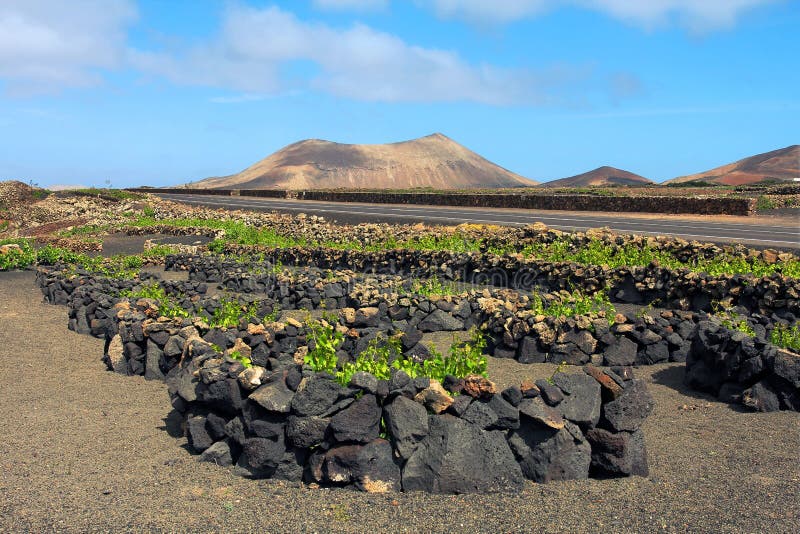 Αμπελώνες Lanzarote, Ισπανία στοκ εικόνες Αμπελώνες Lanzarote, Ισπανία στοκ εικόνες