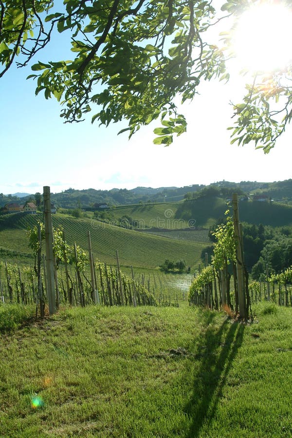 Green vineyard idyll in the tuscany. Green vineyard idyll in the tuscany