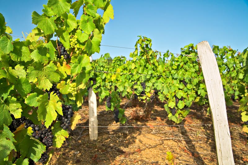 Vineyard in beaujolais land. France. Vineyard in beaujolais land. France.