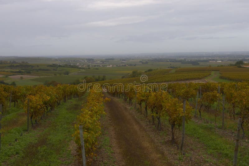 Vineyards of Cognac after grape-gathering. Vineyards of Cognac after grape-gathering