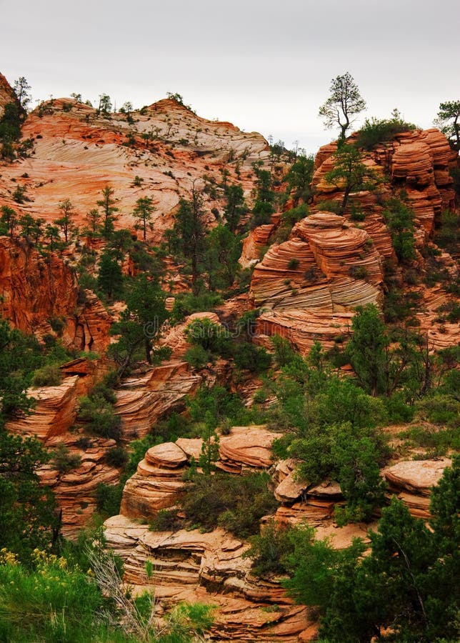 It is photographed in Zion canyon. Utah. USA. It is photographed in Zion canyon. Utah. USA.