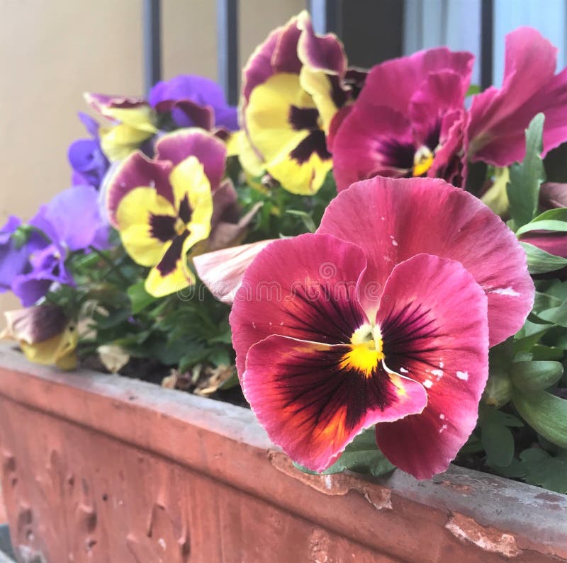 Ανάμεικτο Pansies, λουλούδια Viola Tricolor που αυξάνεται στον κήπο στοκ φωτογραφίες με δικαίωμα ελεύθερης χρήσης
