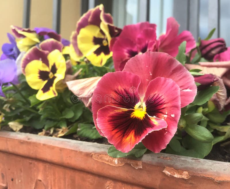 Ανάμεικτο Pansies, λουλούδια Viola Tricolor στον κήπο στοκ εικόνες