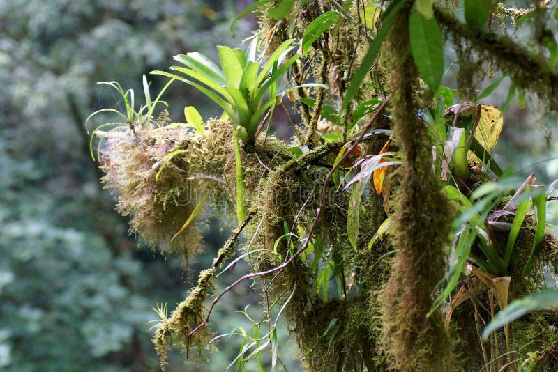 Ανάπτυξη Bromeliads και βρύου σε ένα δέντρο branchs, τροπικό δάσος, Κόστα Ρίκα στοκ εικόνα Ανάπτυξη Bromeliads και βρύου σε ένα δέντρο branchs, τροπικό δάσος, Κόστα Ρίκα στοκ εικόνα
