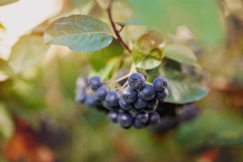 Ανάπτυξη Chokeberries μούρων Aronia στον κήπο στοκ φωτογραφία με δικαίωμα ελεύθερης χρήσης Ανάπτυξη Chokeberries μούρων Aronia στον κήπο στοκ φωτογραφία με δικαίωμα ελεύθερης χρήσης