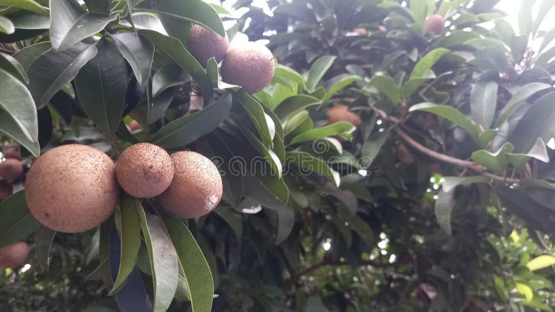 Αναζωογόνηση των τροπικών φρούτων σε μια φωτογραφία χαμηλής γωνίας στοκ εικόνες