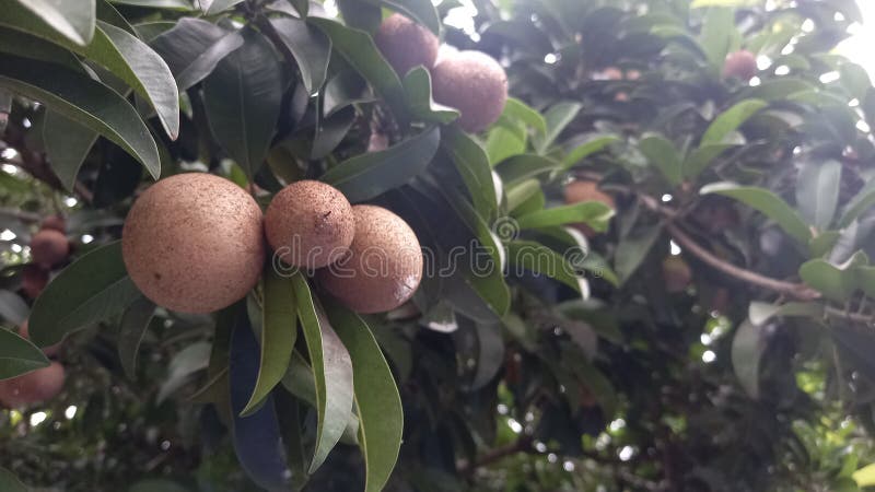 Αναζωογόνηση των τροπικών φρούτων σε μια φωτογραφία χαμηλής γωνίας στοκ εικόνες