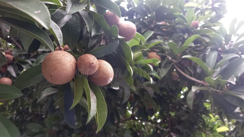 Αναζωογόνηση των τροπικών φρούτων σε μια φωτογραφία χαμηλής γωνίας στοκ φωτογραφία με δικαίωμα ελεύθερης χρήσης