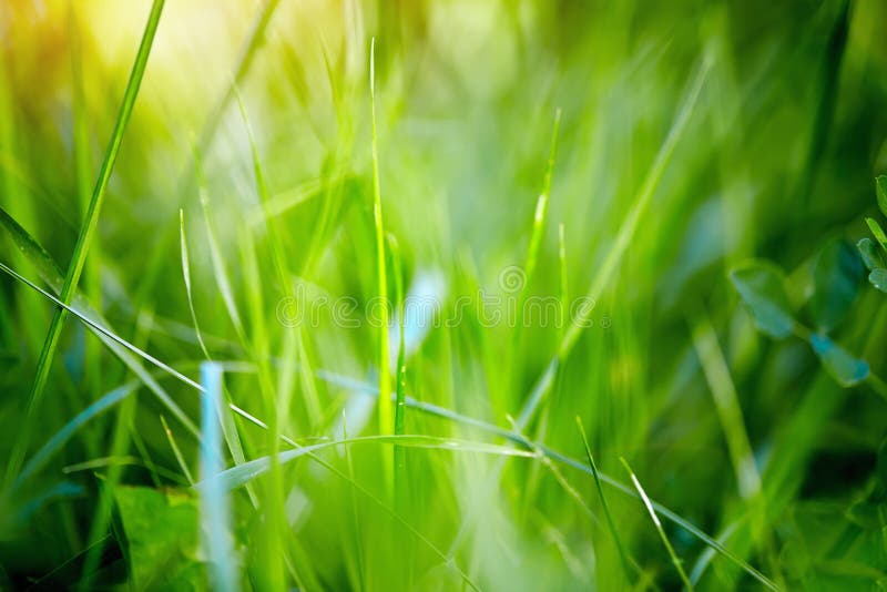 Ανασκόπηση άνοιξη με την πράσινη χλόη στοκ εικόνα Ανασκόπηση άνοιξη με την πράσινη χλόη στοκ εικόνα