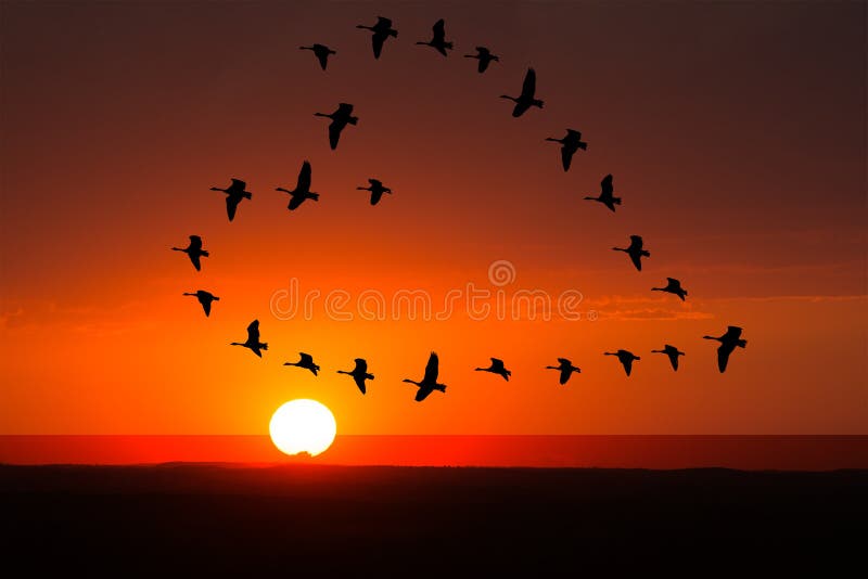 Love and romance concept of a flock of birds flying in a heart formation with a a sunrise or sunset behind them. Love and romance concept of a flock of birds flying in a heart formation with a a sunrise or sunset behind them.