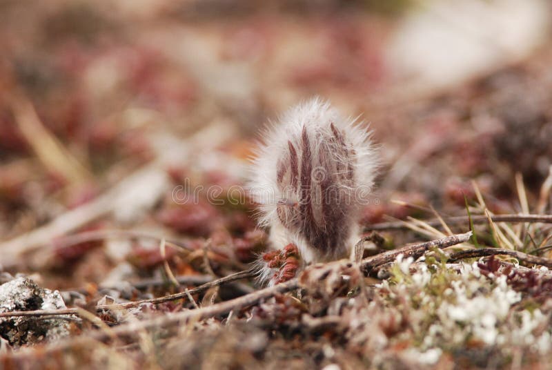 Ανατολικό pasqueflower στοκ φωτογραφία Ανατολικό pasqueflower στοκ φωτογραφία
