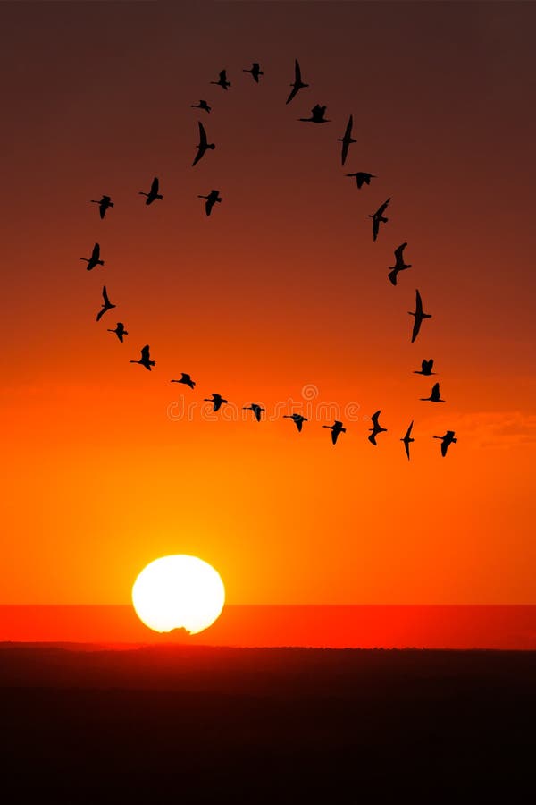 Love and romance concept of a flock of birds flying in a heart formation with a a sunrise or sunset behind them. Love and romance concept of a flock of birds flying in a heart formation with a a sunrise or sunset behind them.