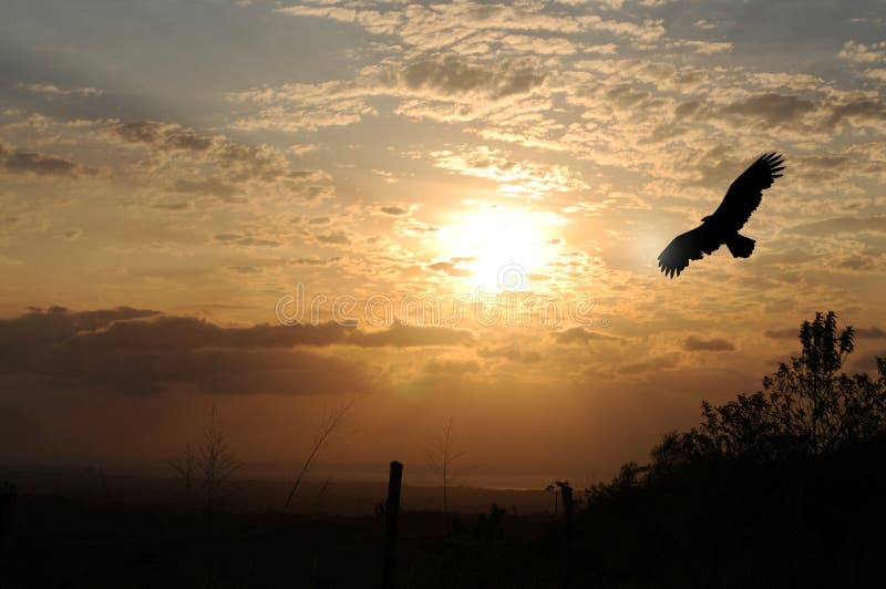 Eagle silhouette against a beautiful sunrise at El Valle de Anton, Panama. Eagle silhouette against a beautiful sunrise at El Valle de Anton, Panama.