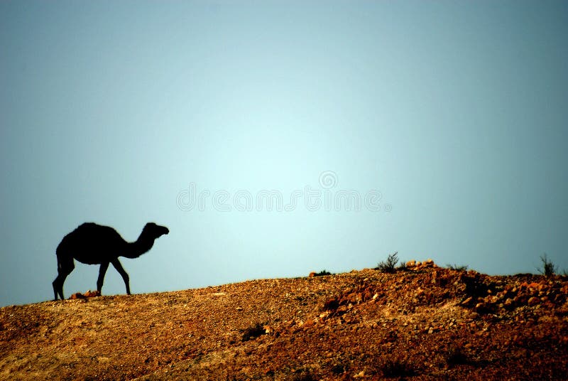 A camel in the middle eastern desert. A camel in the middle eastern desert