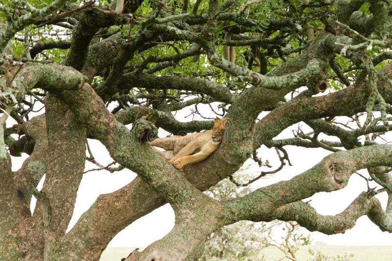 Ανατολικό αφρικανικό leo Panthera λιονταρινών στο δέντρο στοκ φωτογραφία με δικαίωμα ελεύθερης χρήσης Ανατολικό αφρικανικό leo Panthera λιονταρινών στο δέντρο στοκ φωτογραφία με δικαίωμα ελεύθερης χρήσης