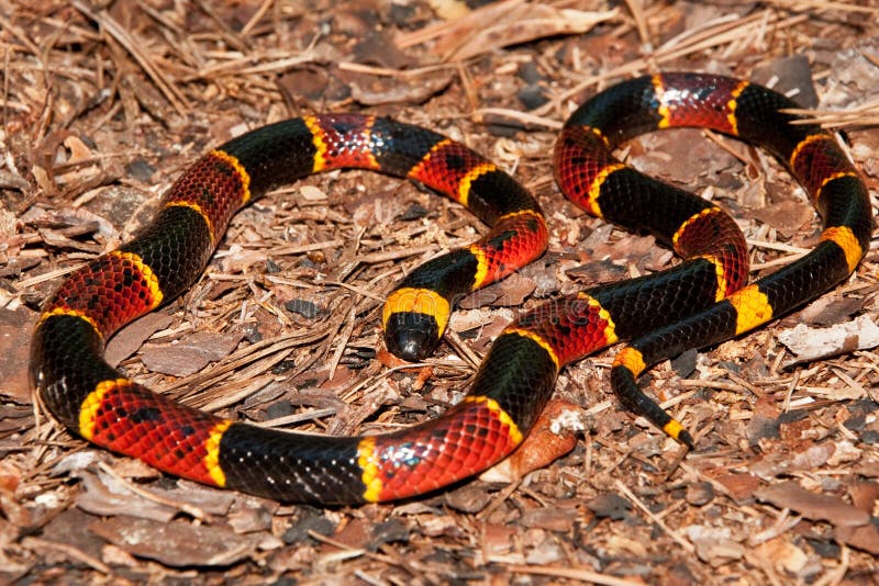 Ανατολικό φίδι κοραλλιών (fulvius Micrurus) στοκ φωτογραφίες με δικαίωμα ελεύθερης χρήσης Ανατολικό φίδι κοραλλιών (fulvius Micrurus) στοκ φωτογραφίες με δικαίωμα ελεύθερης χρήσης