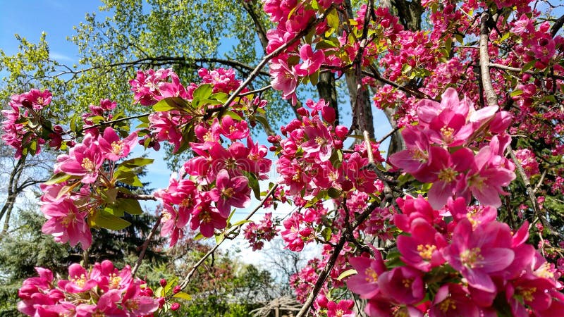 ανθίζει crabapple στοκ φωτογραφία
