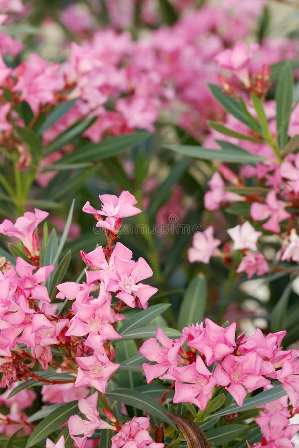 Pink oleander flowers in composition usable as also background. Pink oleander flowers in composition usable as also background