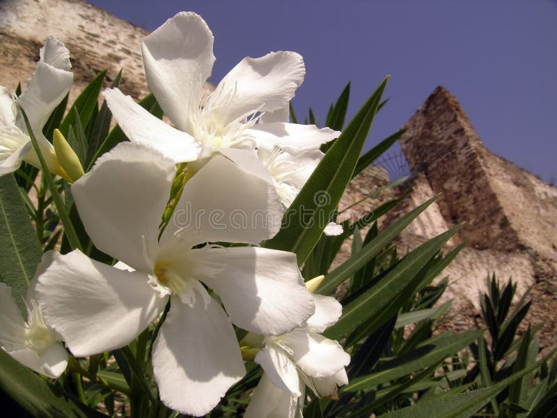 Oleander flowers (Nerium oleander) and Thessaloniki city in background. Oleander flowers (Nerium oleander) and Thessaloniki city in background