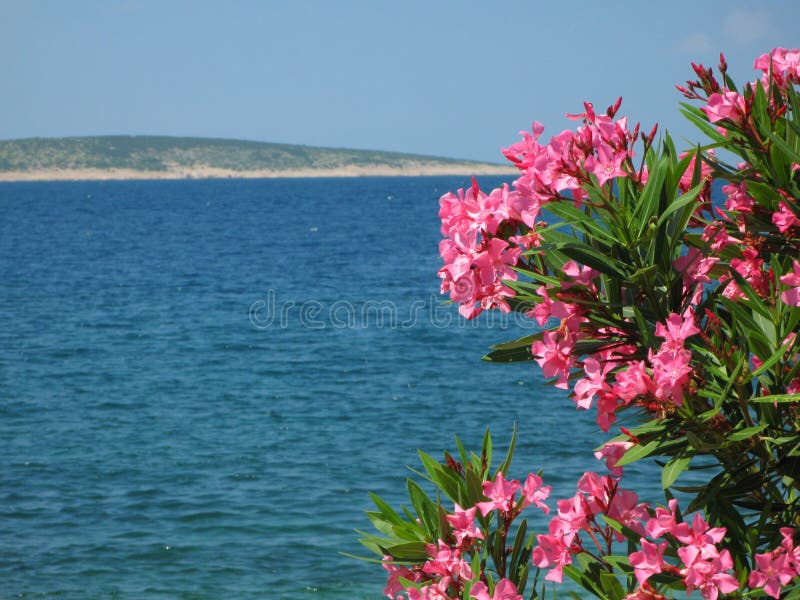 Pink oleander flowers with blue sea background and island with beach in the back. Pink oleander flowers with blue sea background and island with beach in the back