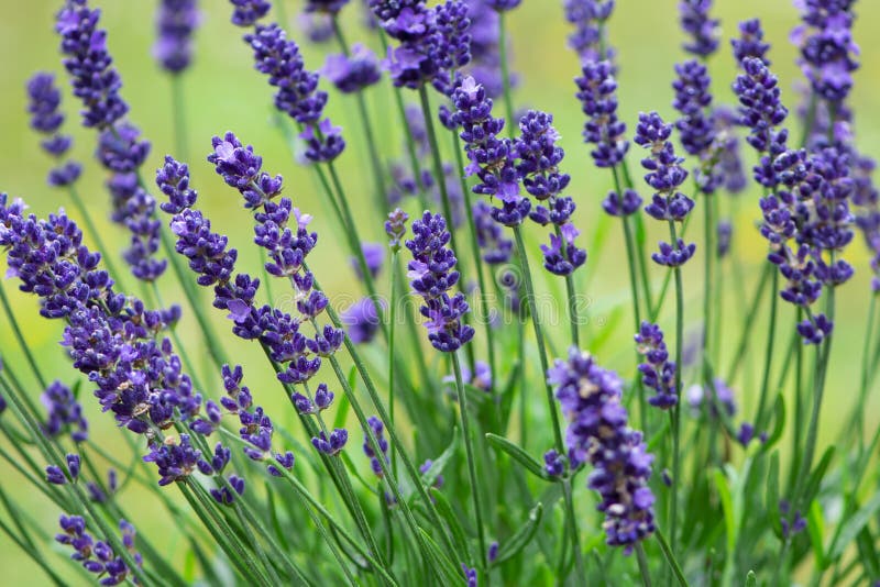 ανθίζει η λεβάντα lilac σε πράσινο στοκ εικόνες