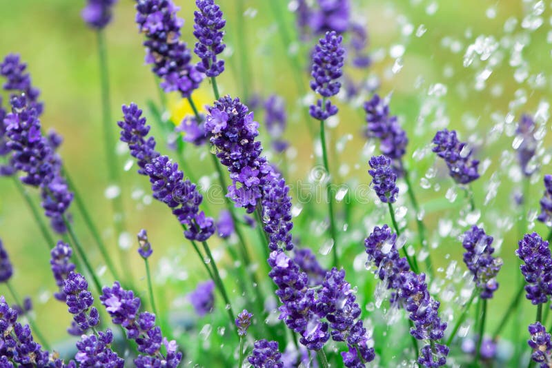 ανθίζει η λεβάντα lilac σε πράσινο στοκ φωτογραφίες