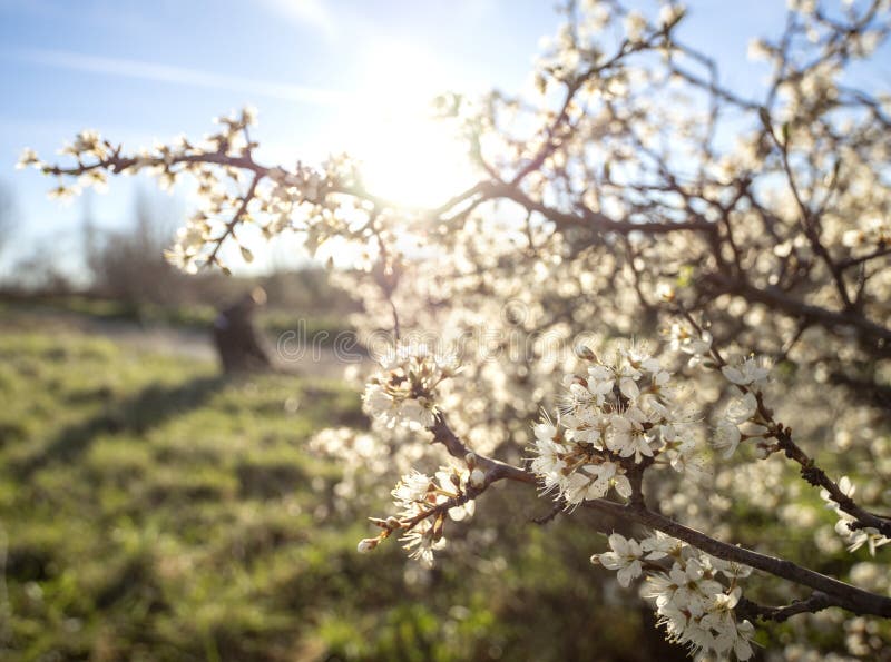 Ανθίζοντας blackthorn του Μπους αγκαθιών, spinosa Prunus στο θερμό ήλιο άνοιξη στην Ελλάδα στοκ εικόνες Ανθίζοντας blackthorn του Μπους αγκαθιών, spinosa Prunus στο θερμό ήλιο άνοιξη στην Ελλάδα στοκ εικόνες
